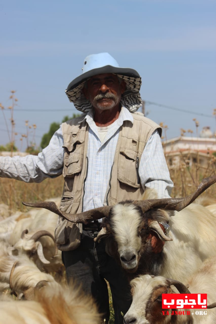 ألماعز عمل أبو هيثم ألدائم ؛ يكفيه حاجته للحياة بكرامة