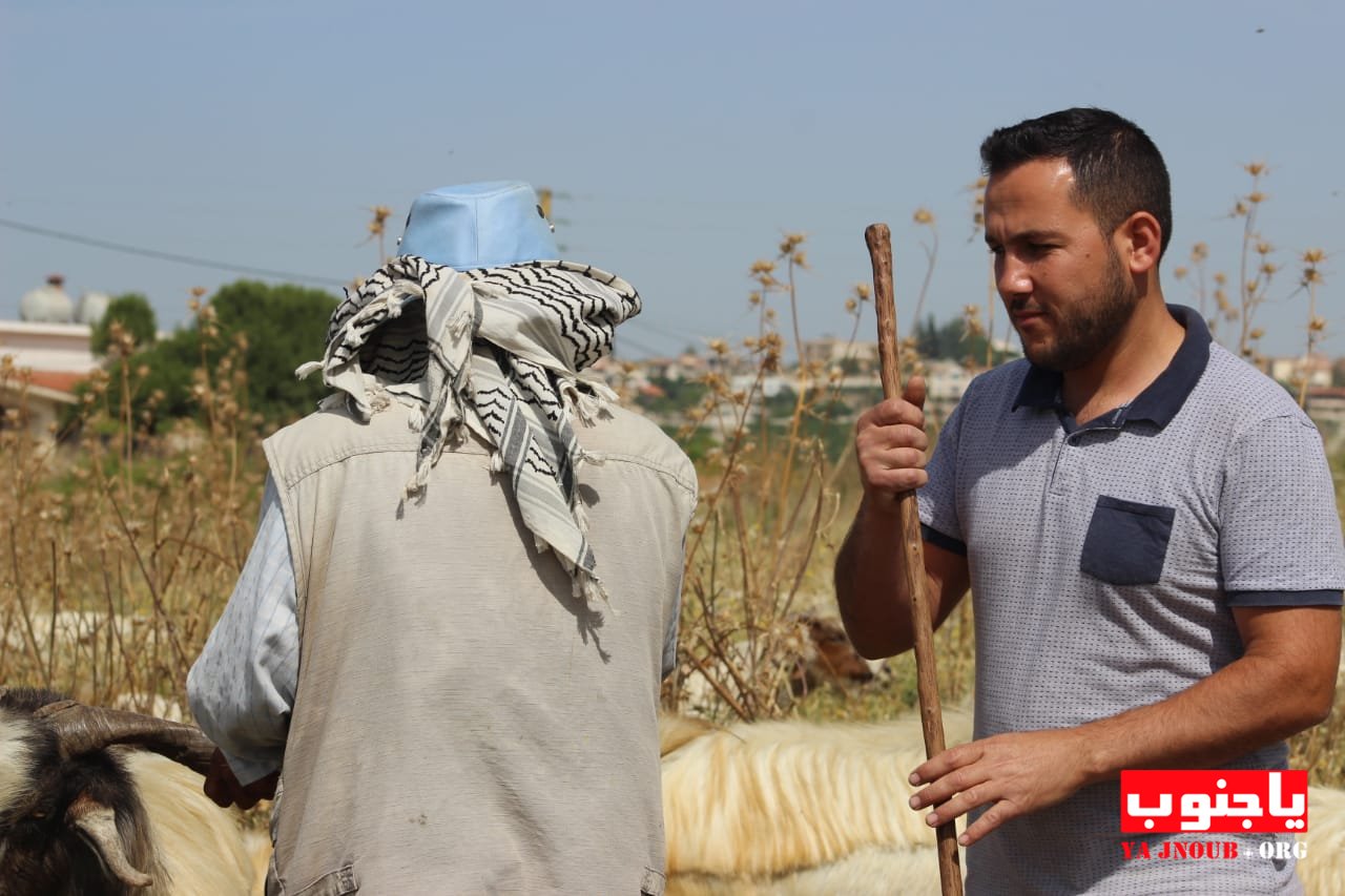 ألماعز عمل أبو هيثم ألدائم ؛ يكفيه حاجته للحياة بكرامة