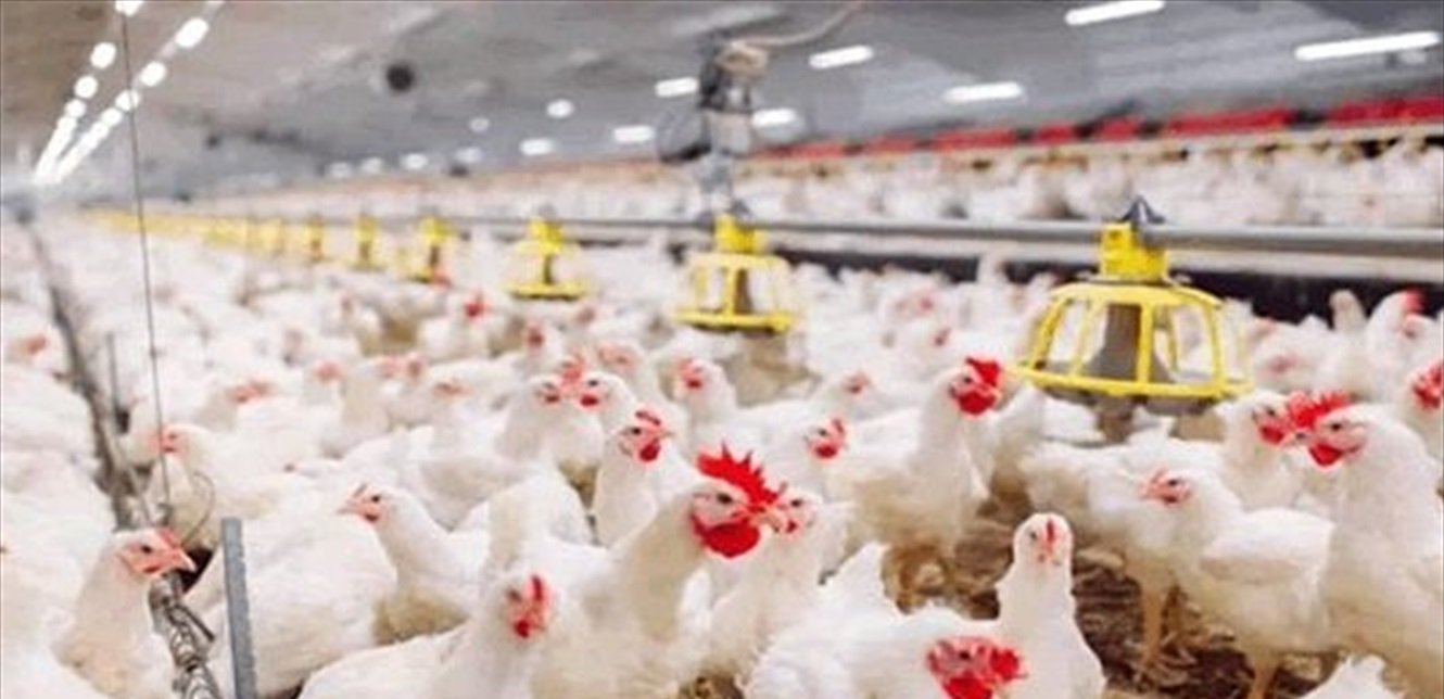  نقابة الدواجن طالبت بابقاء الدعم: نجح بضبط أسعار الدجاج والحفاظ على المزارعين