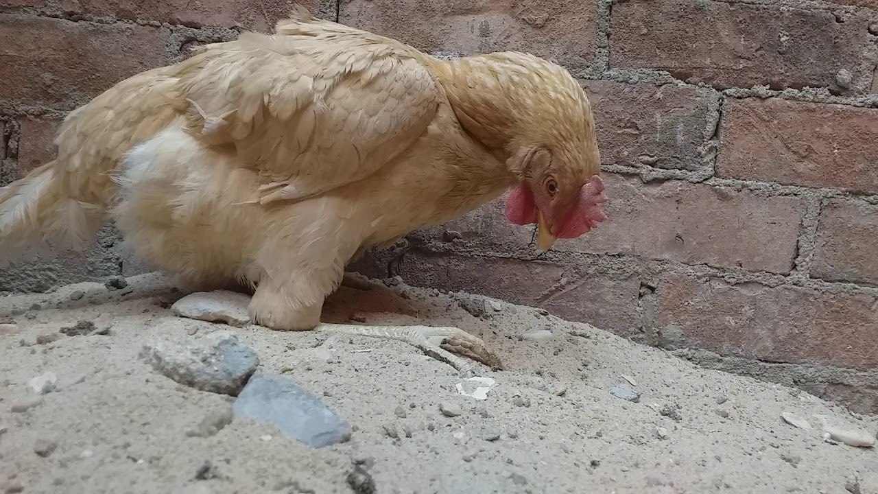 هل ينتشر 