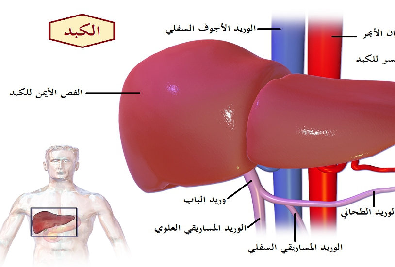  نموذج رياضي جديد يتنبأ بتخلص الجسم من الأدوية في حالات أمراض الكبد